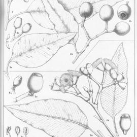 A critical revision of the genus Eucalyptus (Volume 5): Plate 170