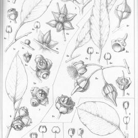 A critical revision of the genus Eucalyptus (Volume 5): Plate 171