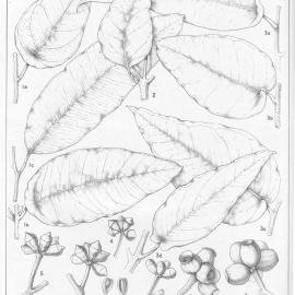 A critical revision of the genus Eucalyptus (Volume 5): Plate 172