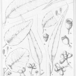 A critical revision of the genus Eucalyptus (Volume 5): Plate 173