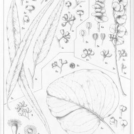 A critical revision of the genus Eucalyptus (Volume 5): Plate 175
