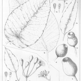 A critical revision of the genus Eucalyptus (Volume 5): Plate 176
