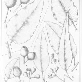 A critical revision of the genus Eucalyptus (Volume 5): Plate 177