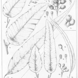 A critical revision of the genus Eucalyptus (Volume 5): Plate 178
