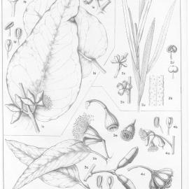 A critical revision of the genus Eucalyptus (Volume 5): Plate 179