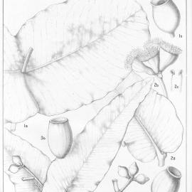 A critical revision of the genus Eucalyptus (Volume 5): Plate 180