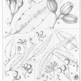 A critical revision of the genus Eucalyptus (Volume 5): Plate 182