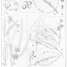 A critical revision of the genus Eucalyptus (Volume 5): Plate 183