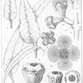 A critical revision of the genus Eucalyptus (Volume 5): Plate 184