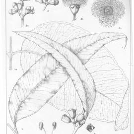 A critical revision of the genus Eucalyptus (Volume 5): Plate 185