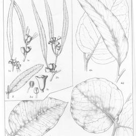 A critical revision of the genus Eucalyptus (Volume 5): Plate 186