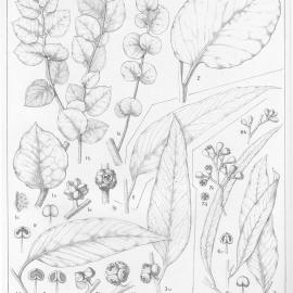 A critical revision of the genus Eucalyptus (Volume 5): Plate 187