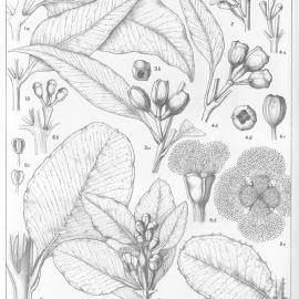 A critical revision of the genus Eucalyptus (Volume 5): Plate 188