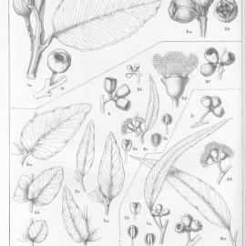 A critical revision of the genus Eucalyptus (Volume 5): Plate 189