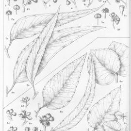 A critical revision of the genus Eucalyptus (Volume 5): Plate 190