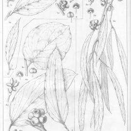 A critical revision of the genus Eucalyptus (Volume 5): Plate 192