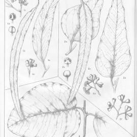 A critical revision of the genus Eucalyptus (Volume 5): Plate 193