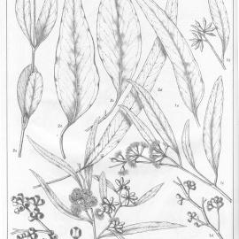 A critical revision of the genus Eucalyptus (Volume 5): Plate 194
