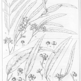 A critical revision of the genus Eucalyptus (Volume 5): Plate 195