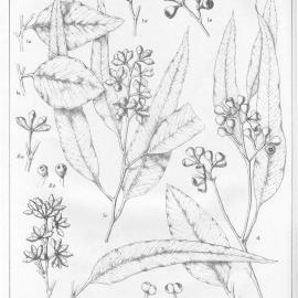 A critical revision of the genus Eucalyptus (Volume 5): Plate 196