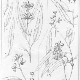 A critical revision of the genus Eucalyptus (Volume 5): Plate 198