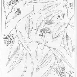 A critical revision of the genus Eucalyptus (Volume 5): Plate 199