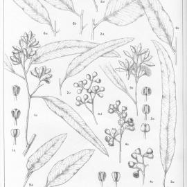 A critical revision of the genus Eucalyptus (Volume 5): Plate 200