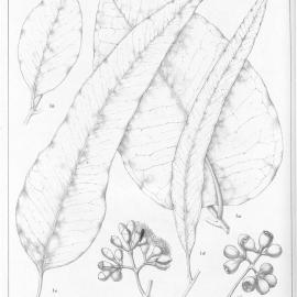 A critical revision of the genus Eucalyptus (Volume 5): Plate 201