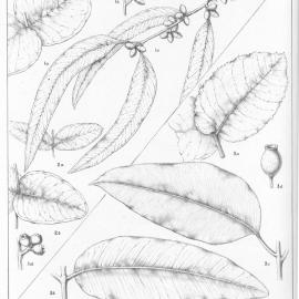 A critical revision of the genus Eucalyptus (Volume 5): Plate 202