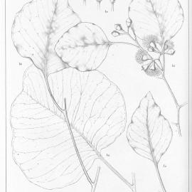 A critical revision of the genus Eucalyptus (Volume 5): Plate 203