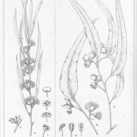 A critical revision of the genus Eucalyptus (Volume 5): Plate 205
