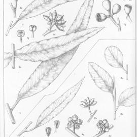 A critical revision of the genus Eucalyptus (Volume 5): Plate 206