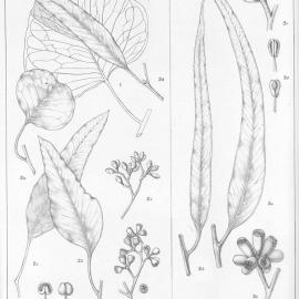 A critical revision of the genus Eucalyptus (Volume 5): Plate 207