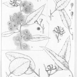 A critical revision of the genus Eucalyptus (Volume 6): Plate 208