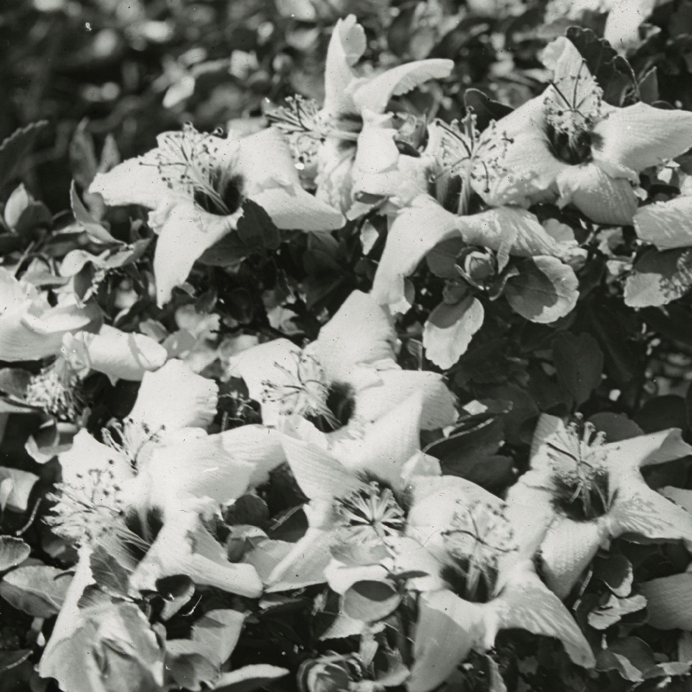 Close-up of flowers in full bloom