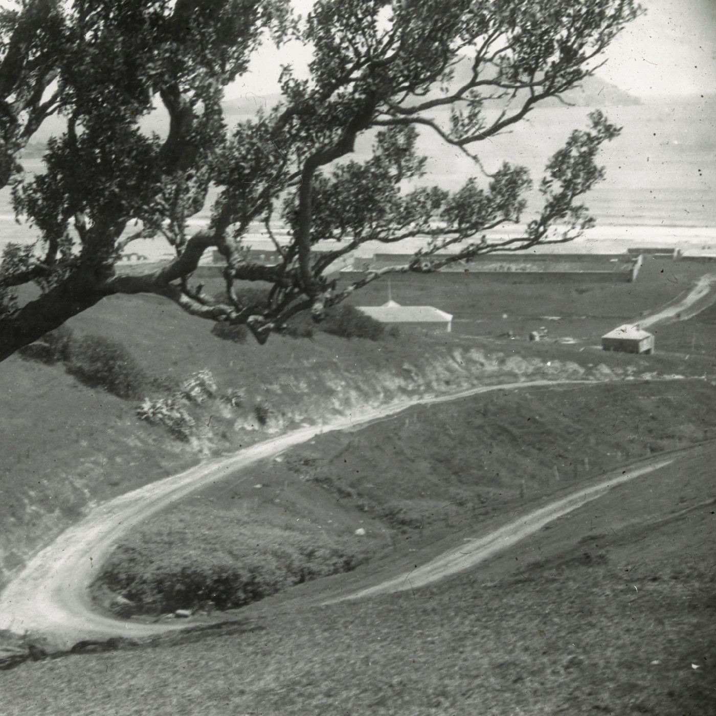 Large tree and winding road, Norfolk Island