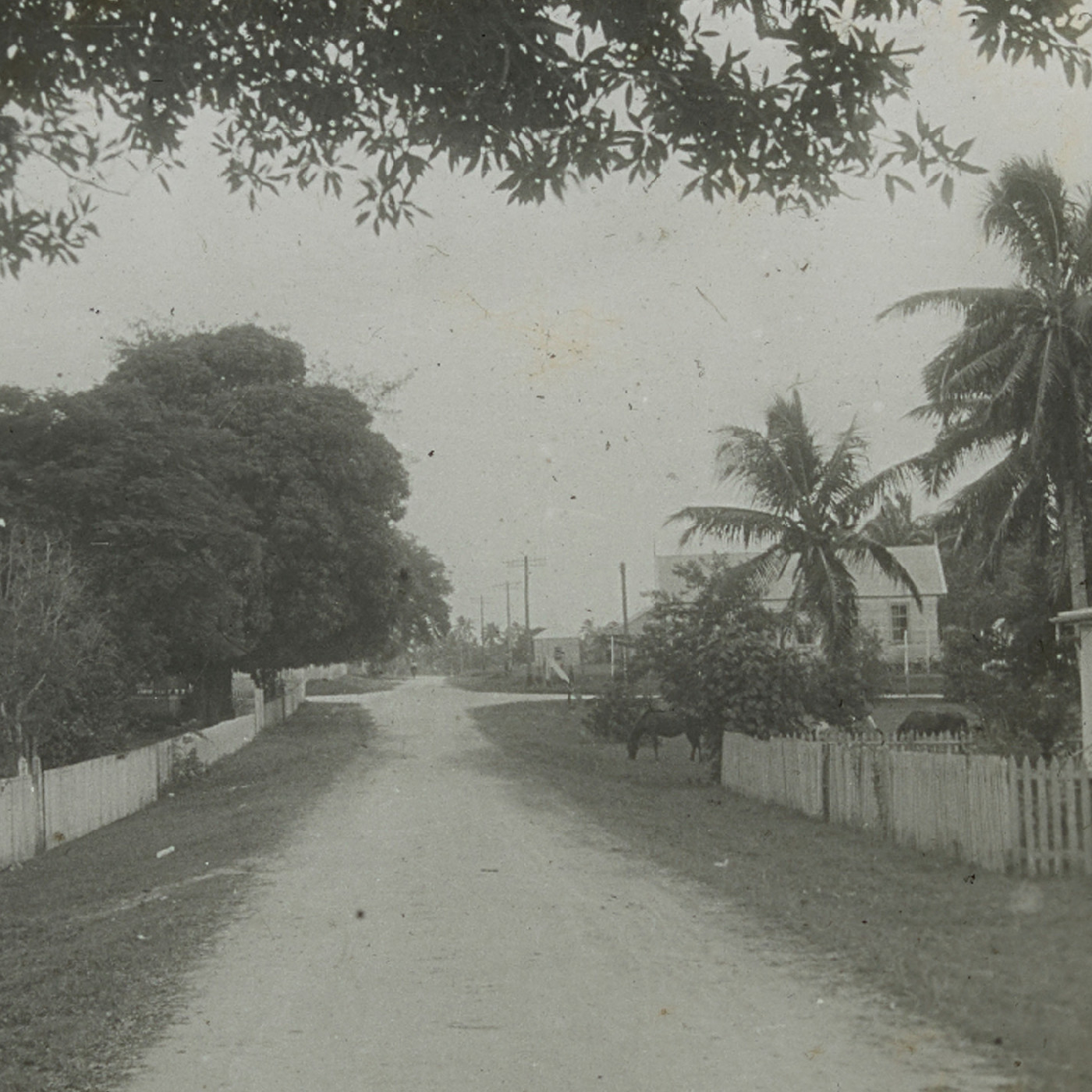 Horses and houses in Nuku'alofa, Tonga