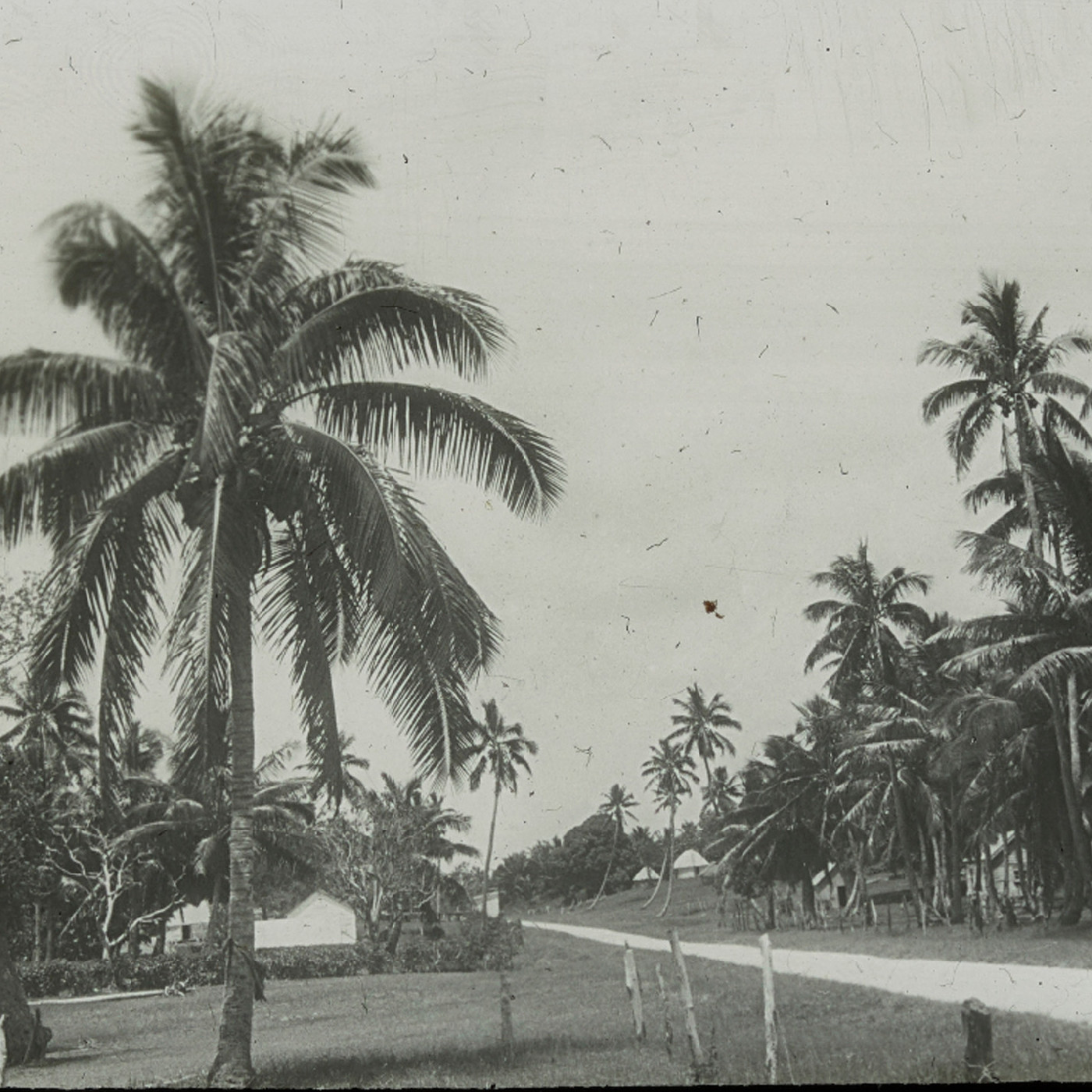 Tall palm trees along a road in Nuku'alofa, Tonga