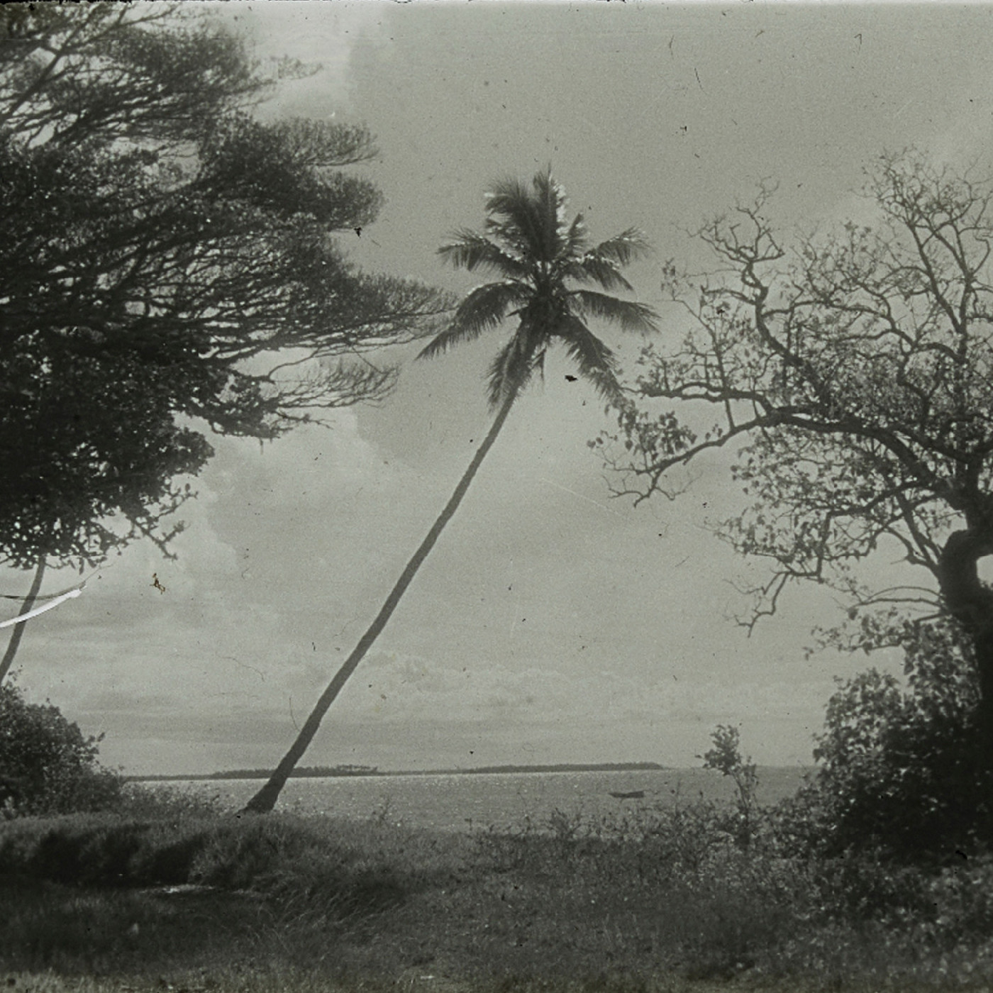 Palm tree on coast of Ha'ake, Tonga