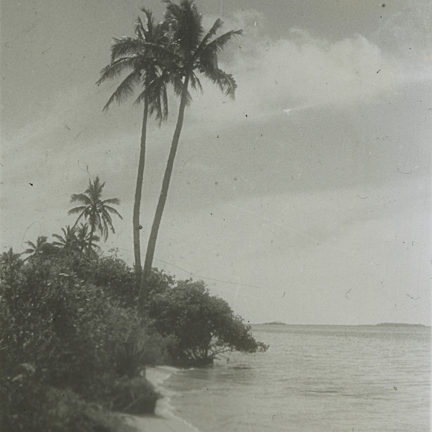 Two tall palm trees on coast of Ha'ake, Tonga
