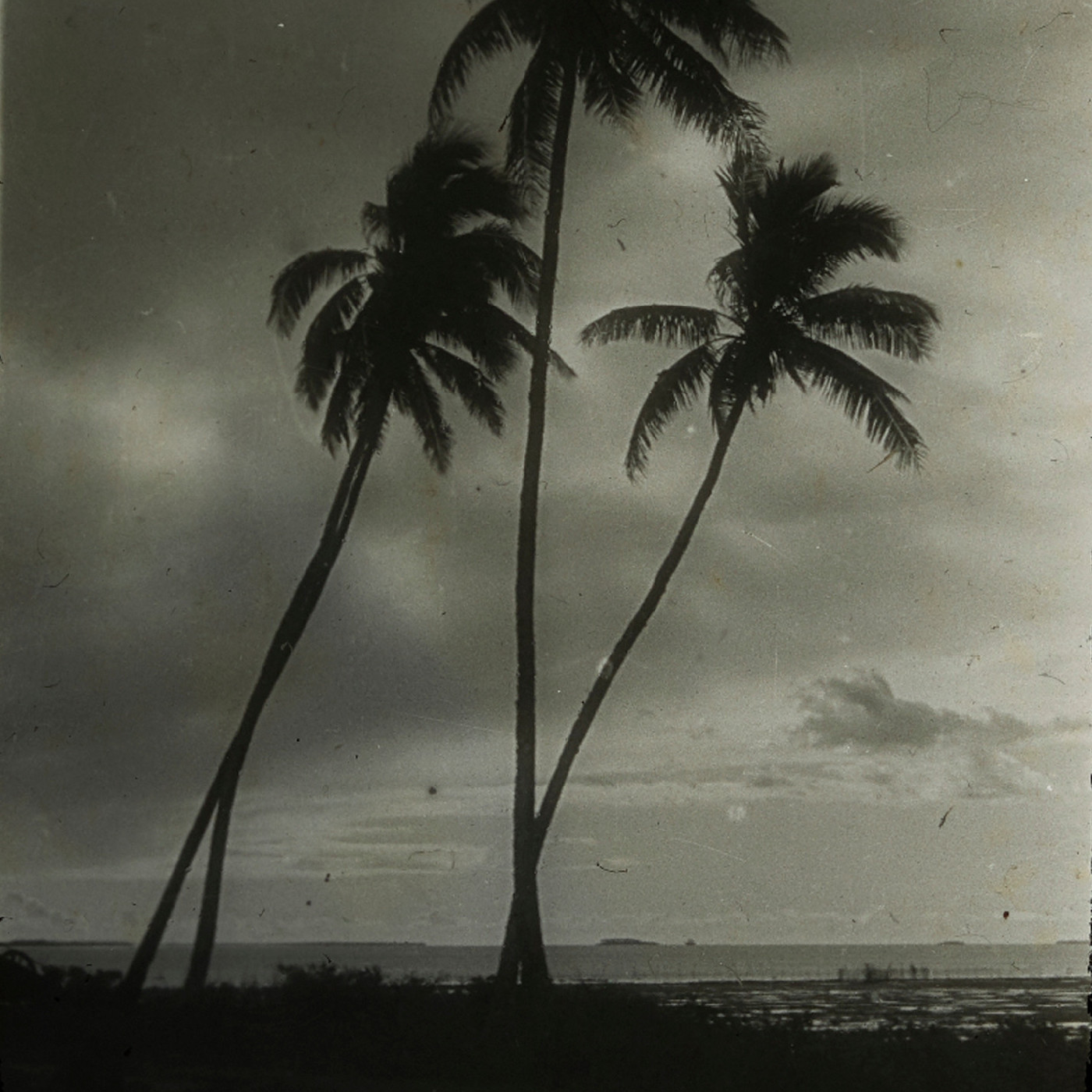 Silhouette of palm trees, Tonga