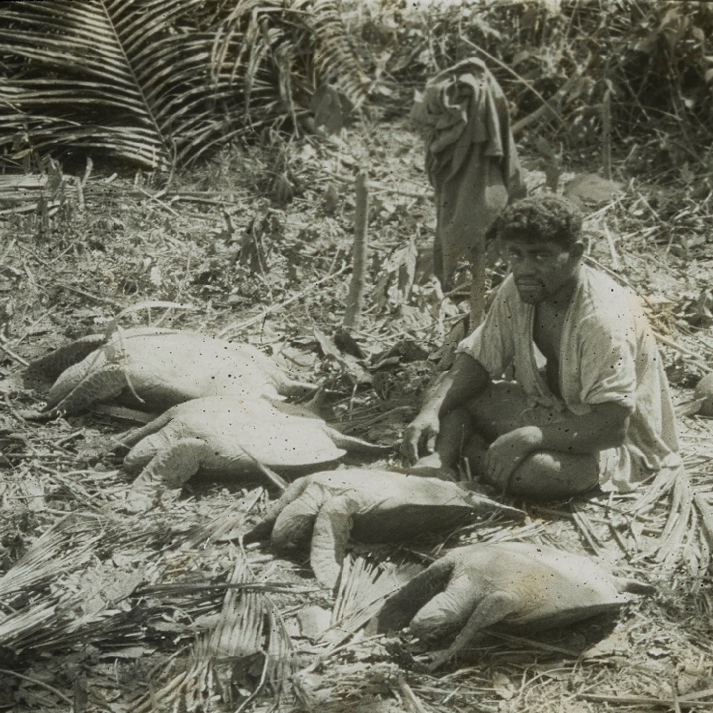 Turtle hunt, Late Island, Tonga