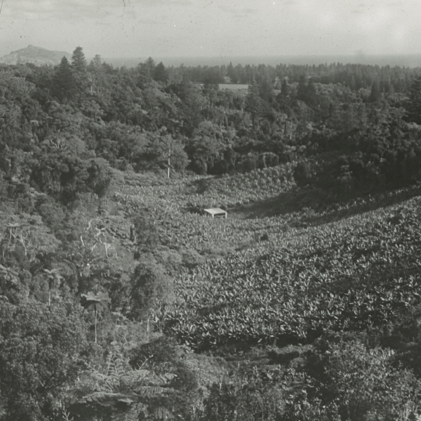 View from Mount Pitt, Norfolk Island