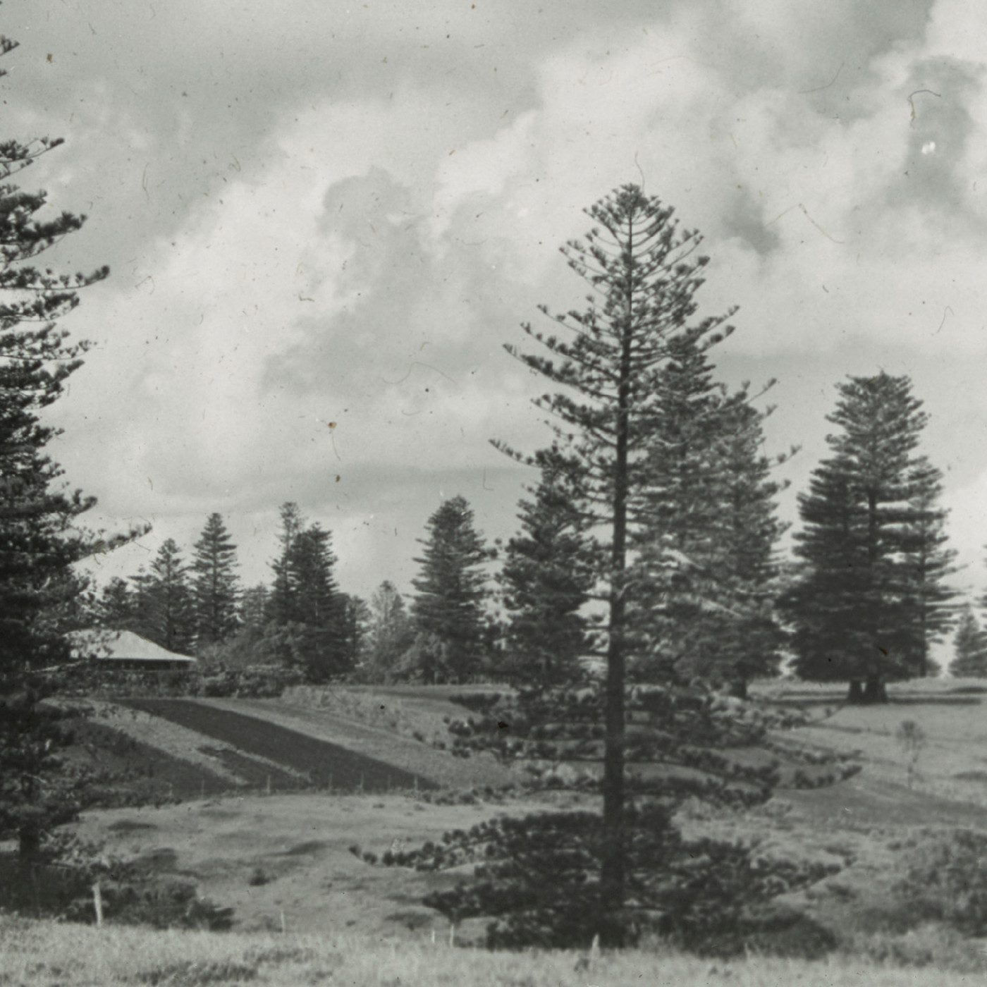 Landscape, Norfolk Island