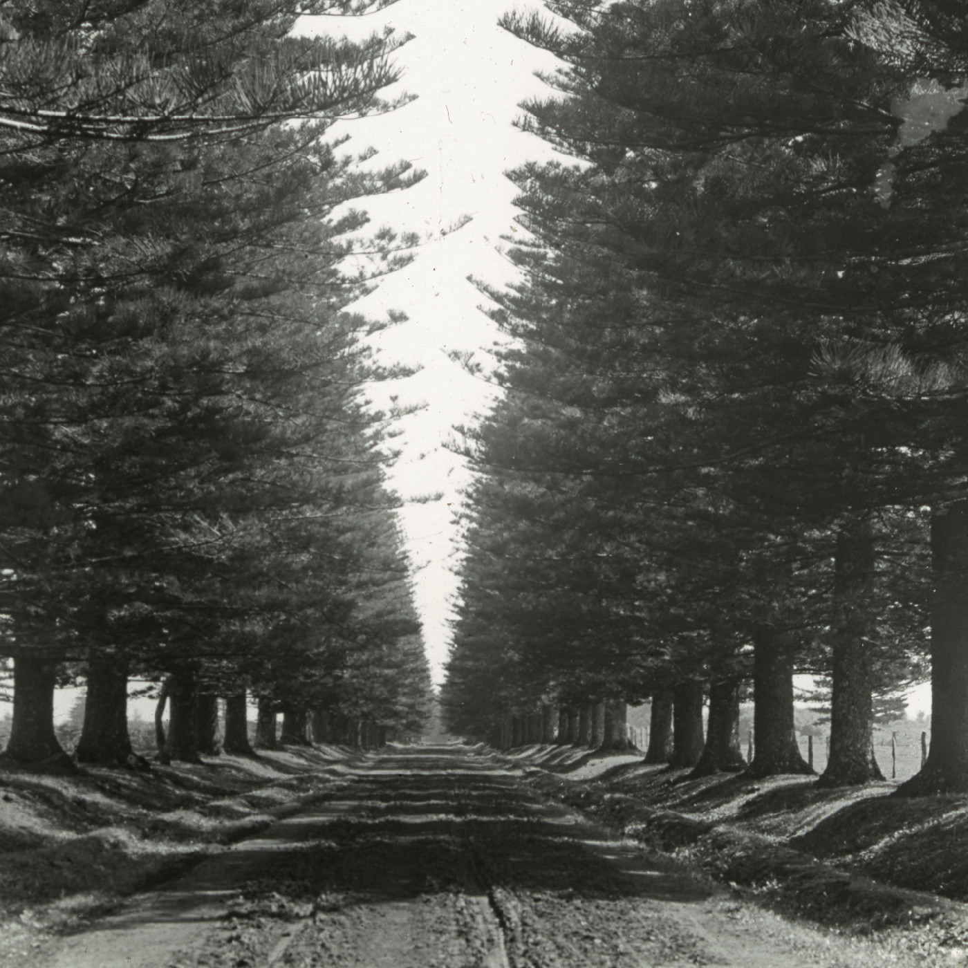 Pine Avenue, Norfolk Island