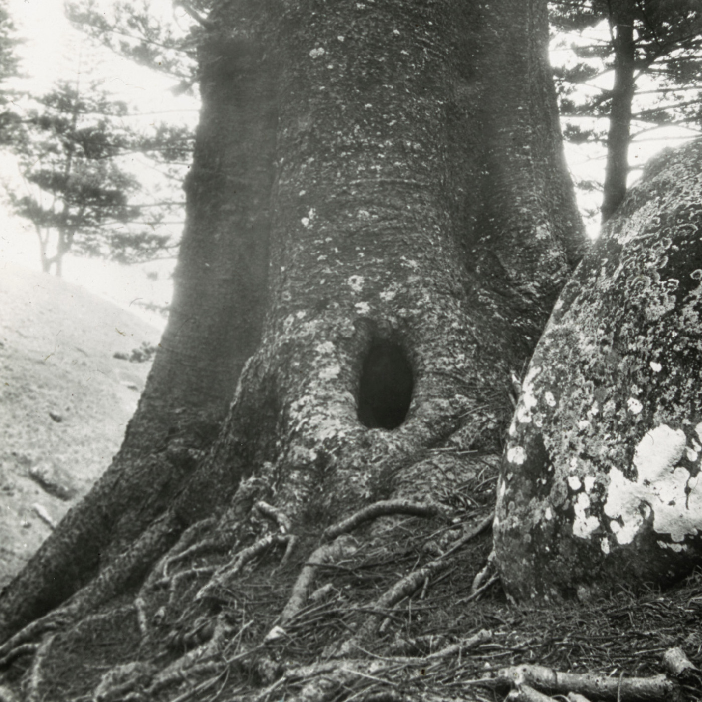 Barney Huffey’s Pine, Norfolk Island