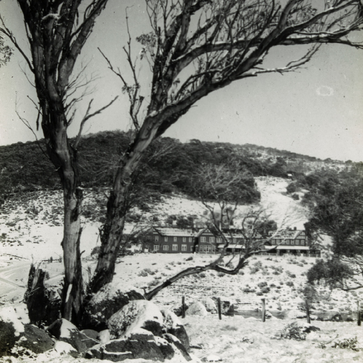 Tree in the foreground of snowy fields (Hotel Kosciusko NSW)