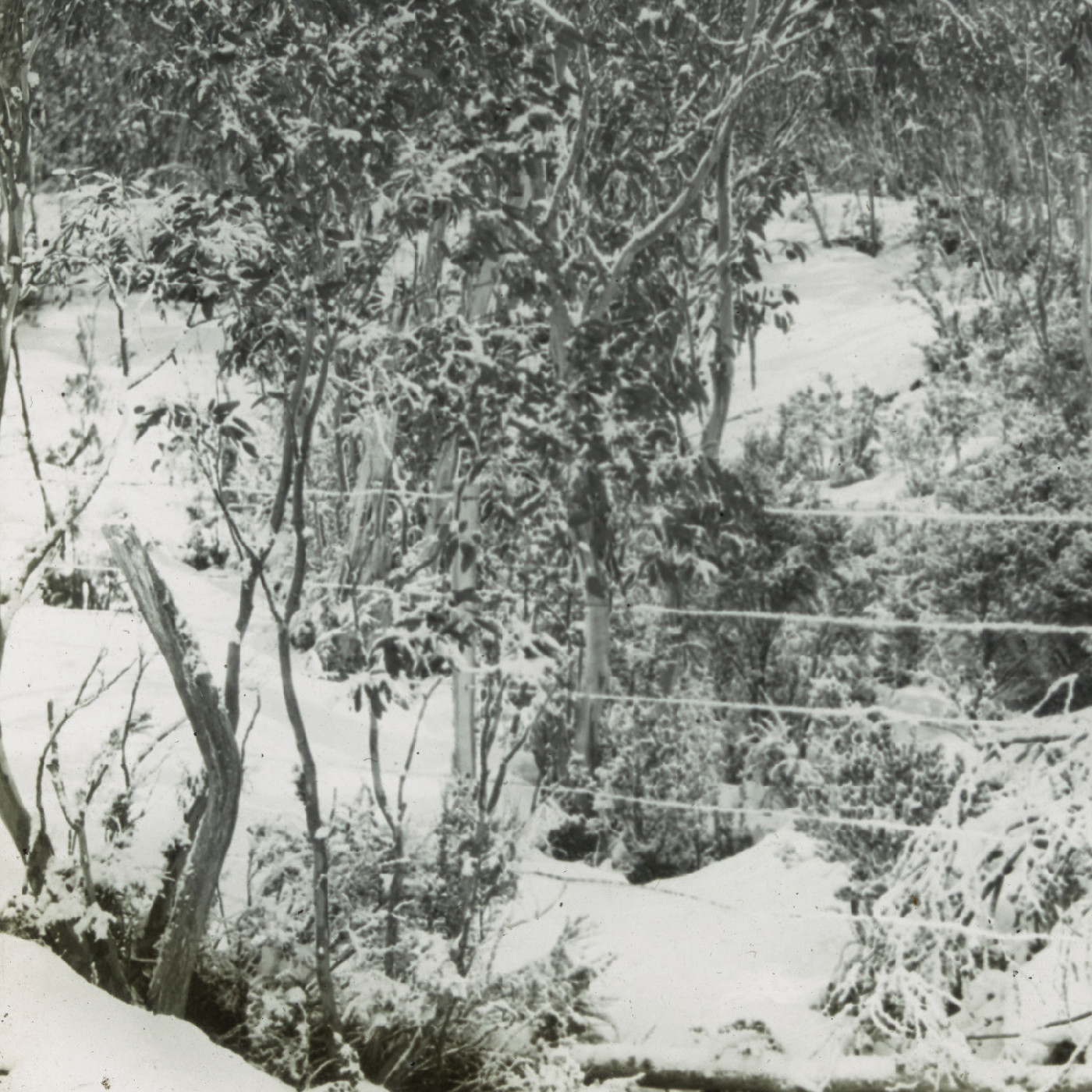 Wire fencing in the snow (Mt Kosciuszko NSW)