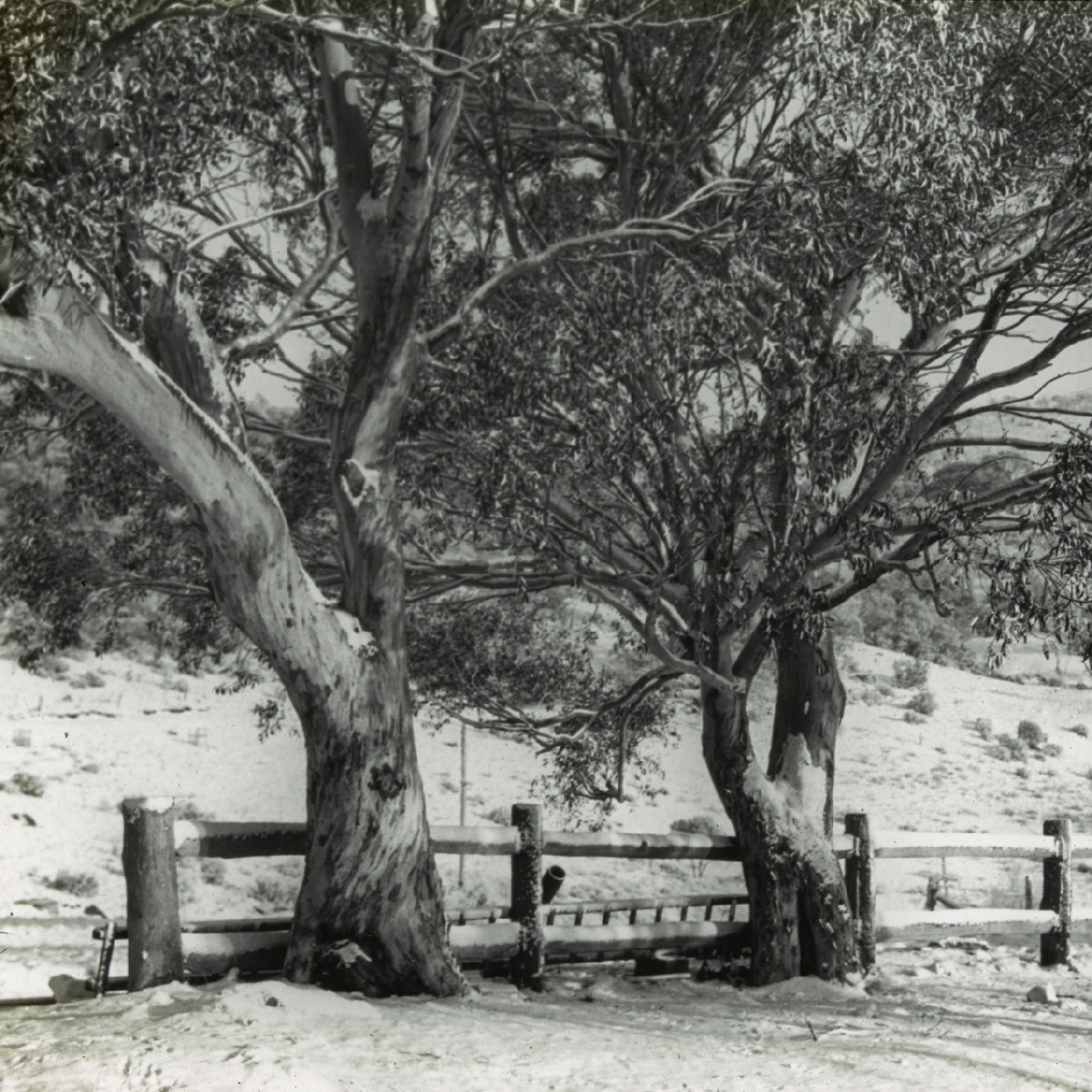 Trees along the fence (Mt Kosciuszko NSW)