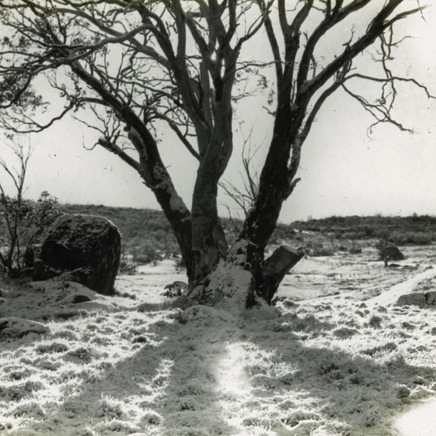 Trees in the snow (Mt Kosciuszko NSW)